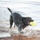Ein schwarzer Labrador Retriever läuft fröhlich durch flaches Wasser und hält einen leuchtend gelben Tennisball im Mund, mit Spritzern um ihn herum.