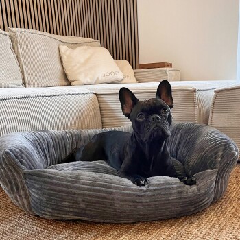 Ein schwarzer Französischer Bulldogge entspannt sich in einem plüschigen grauen Haustierbett, mit einem gemütlichen Wohnzimmer-Hintergrund, der gestreifte Kissen und einen hellen Teppich zeigt.