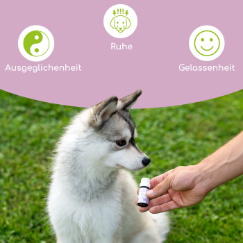 Eine Hand hält eine Flasche mit einer beruhigenden Lösung in der Nähe eines grau-weißen Hundes, beschriftet für Aggression und Anti-Reizung.