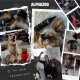 Eierschalen-Pulver für Hunde und Katzen 500 g