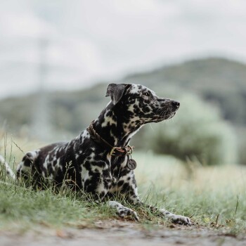 Ein gescheckter schwarz-weißer Hund liegt auf dem Gras, trägt ein geflochtenes Halsband mit einem Anhänger und blickt in die Ferne, während eine verschwommene grüne Landschaft im Hintergrund zu sehen ist.