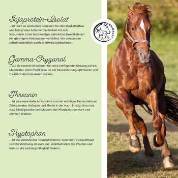 Ein kastanienbraunes Pferd läuft auf einem Feld, mit Text über die Vorteile von Sojaproteinisolat und Aminosäuren für Muskeln und Gesundheit.