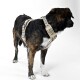 Ein gestromter Hund trägt ein stilvolles beiges Geschirr mit bunten geometrischen Mustern, vor einem weißen Hintergrund stehend.