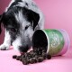 Ein schwarz-weißer Hund schnüffelt an verschütteten dunkelbraunen Haustierleckerlis aus einem grünen und rosa Behälter mit der Aufschrift "Dampfle Drops" auf einem rosa Hintergrund.