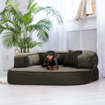 Ein schwarz-brauner Dackel, der auf einem plüschigen, olivgrünen Hundebett mit zwei kleinen Kissen entspannt, umgeben von einem hellen, luftigen Raum mit einer Palme.