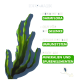 Kelp-Algen mit Text zu den Vorteilen: unterstützt die Darmgesundheit, Gelenkfunktion, Immunsystem und ist reich an Mineralien.