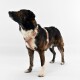 Ein mittelgroßer Hund mit gestromtem Fell trägt ein dekoratives beiges und rotes Geschirr, steht aufrecht und schaut nach oben.