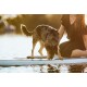 Eine Frau in einem schwarzen Shirt sitzt auf einem Paddleboard mit einem Hund, der über die Kante lehnt und ins Wasser schaut, in einer sonnigen Umgebung.