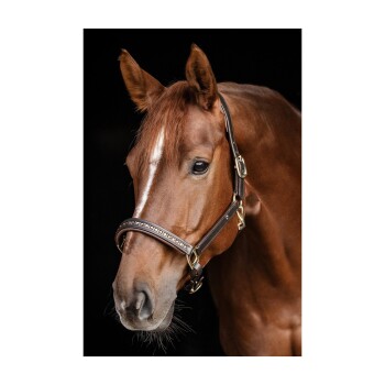 Nahaufnahme eines kastanienbraunen Pferdes, das eine stilvolle braune Halfter mit dekorativen Details trägt, vor einem dunklen Hintergrund.