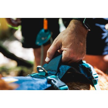 Nahaufnahme einer Hand, die ein blaues Haustiergeschirr anpasst, mit sichtbaren Schnallen und Riemen, vor einem verschwommenen Hintergrund im Freien.