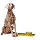 Ein sitzender Hund neben einem gelben Futtertablett mit einer geometrisch gemusterten Schüssel, die ein modernes Haustier-Dining-Setup zeigt.