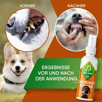 Hundezahnspray 'Baviette', Corgi, Vorher-/Nachher-Aufnahmen der Zähne mit den Bezeichnungen 'VORHER'/'NACHHER', Banner 'ERGEBNISSE VOR UND NACH'