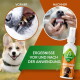 Hundezahnspray 'Baviette', Corgi, Vorher-/Nachher-Aufnahmen der Zähne mit den Bezeichnungen 'VORHER'/'NACHHER', Banner 'ERGEBNISSE VOR UND NACH'