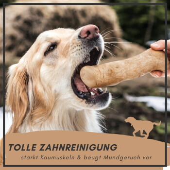 Ein Golden Retriever, der begeistert auf einem natürlichen Zahnpflegekeks kaut, mit dem Text "NATÜRLICHE ZAHNREINIGUNG" und einer Beschreibung der Vorteile darunter.