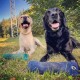 Zwei glückliche Labrador Retriever, einer gelb und einer schwarz, liegen auf Gras mit blauen und grünen Hundespielzeugen im Freien.