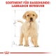 Labrador Retriever Puppy 12 kg