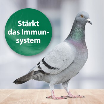 Eine graue Taube steht auf einer Holzoberfläche, mit einer grünen kreisförmigen Grafik in der Nähe, die "Stärkt das Immunsystem" liest.