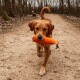 Golden Retriever läuft auf einem Waldweg und trägt ein orangefarbenes Spielzeug im Maul.