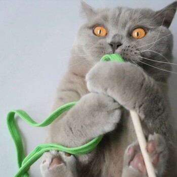 Grau kurzhaarige Katze mit bernsteinfarbenen Augen, die mit den Pfoten ein grünes Schnurspielzeug und einen Holzstab festhält.