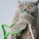 Grau kurzhaarige Katze mit bernsteinfarbenen Augen, die mit den Pfoten ein grünes Schnurspielzeug und einen Holzstab festhält.