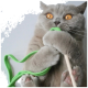 Grau kurzhaarige Katze mit bernsteinfarbenen Augen, die mit den Pfoten ein grünes Schnurspielzeug und einen Holzstab festhält.