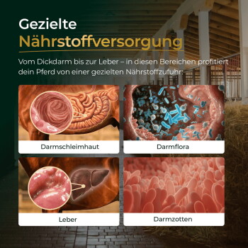 Infografik Gezielte Nährstoffversorgung mit Darstellungen des Pferdeverdauungstrakts, beschriftet: Darmschleimhaut, Darmflora, Leber, Darmzotten.