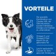 Ein glücklicher Border Collie läuft auf die Kamera zu, mit Text an der Seite über Zutaten für Gehirnfunktion, Energie und ein glänzendes Fell.