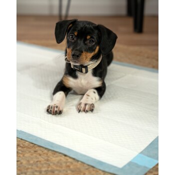 Ein kleiner schwarz-brauner Welpe, der auf einem weißen Welpen-Trainingspad liegt und neugierig in die Kamera schaut, mit aufgestellten Ohren.
