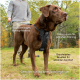 Ein brauner Labrador in einem schwarzen Geschirr steht auf Gras, während eine Person eine Leine hält. Merkmale sind Haltbarkeit, Anti-Ziehen und Komfort.