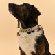 Eine Nahaufnahme eines braun-weißen Hundes mit einem gemusterten Halsband, der nach oben schaut, vor einem sanften beigen Hintergrund.