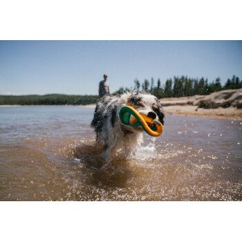 Ein nasser Hund läuft fröhlich durch flaches Wasser und hält ein leuchtend orange-grünes Spielzeug im Mund, während eine Person im Hintergrund verschwommen zu sehen ist.