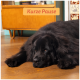 Großer schwarzer, flauschiger Hund liegt auf einem Holzboden vor einem Möbelstück im Mid-Century-Stil mit einem Schild mit der Aufschrift 'Kurze Pause'.