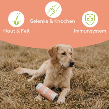 Golden Retriever im trockenen Gras mit einer Produktflasche; Banner zeigt 'Haut & Fell', 'Gelenke & Knochen', 'Immunsystem'.