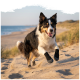 Schwarz-weißer Border Collie läuft am Sandstrand und trägt schwarze Pfotenschuhe an allen vier Pfoten.