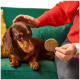Schokoladenfarbener Dackel auf einem grünen Sofa wird gestreichelt, während eine Person in einem roten Pullover ein rundes Hundeleckerli hält.
