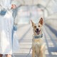Hundehalsband Plain Sky XXL