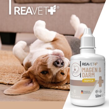 Beagle liegt auf dem Rücken auf einem Teppich neben einer Flasche mit Aufschrift 'REAVET MAGEN & DARM TROPFEN 50 ml'.