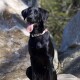 Schwarzer Labrador Retriever Hund sitzt draußen auf Felsen, trägt ein weißes Halsband mit roten Herzen, Zunge herausgestreckt.