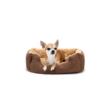 Ein kleiner braun-weißer Chihuahua sitzt bequem in einem plüschigen, braunen Hundebett mit einem weichen, beigen Innenraum.