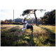 Grau-weißer Hund mit Halsband springt durch eine sonnenbeschienene Wiese, im Hintergrund Bäume.