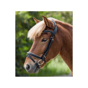 Eine Nahaufnahme eines braunen Pferdes mit einer schwarzen Trense, das seine Mähne und Gesichtszüge vor einem verschwommenen grünen Hintergrund zeigt.