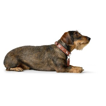 Drahthaar-Dackel liegt seitlich auf weißem Hintergrund und trägt ein braunes Lederhalsband mit Knochennieten und Identifikationsmarke