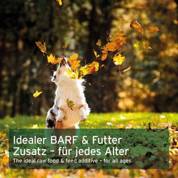 Hund springt durch fallende Herbstblätter in sonnenbeschienenem Park; überlagerter Text zu BARF-Futterzusatz auf Deutsch und Englisch.