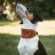 Kleiner dreifarbiger Hund blickt nach oben im Freien, trägt ein breites braunes Lederhalsband mit goldenem Hundeanhänger, unscharfer Gras-Hintergrund.