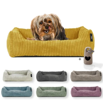 ® Hundebett waschbar für kleine Hunde mit Hundekissen Cord (ca. 55x42 cm) inkl. Gassibeutel Ein glücklicher Yorkshire Terrier sitzt in einem senfgelben Bett, umgeben von grünen, grauen und rosa Betten, mit einer grauen Wasserflasche mit Herz-Ausschnitt.