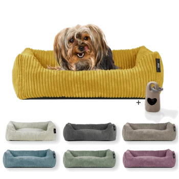 Ein glücklicher Yorkshire Terrier sitzt in einem senfgelben Bett, umgeben von grünen, grauen und rosa Betten, mit einer grauen Wasserflasche mit Herz-Ausschnitt.
