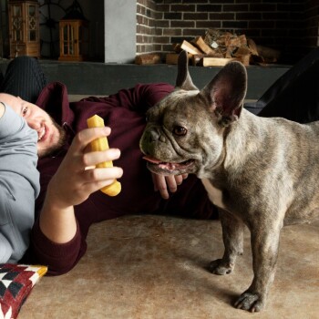 Eine Person, die auf dem Boden liegt und ein gelbes Kauspielzeug hält, während ein französischer Bulldogge gespannt zuschaut, in einem gemütlichen Wohnzimmer.