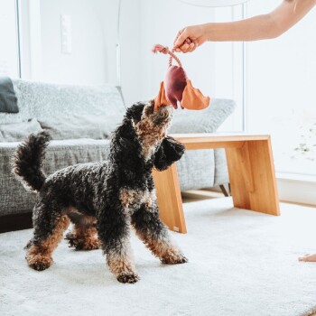 Ein verspielter schwarz-brauner Hund greift begeistert nach einem bunten Spielzeug, das von einer Person in einem hellen, modernen Wohnzimmer gehalten wird.