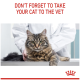 Fluffy tabby cat on a vet exam table with a vet in a white coat; red text: DON'T FORGET TO TAKE YOUR CAT TO THE VET