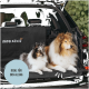 Zwei Hunde sitzen auf einer schwarzen Autositzabdeckung im Rücksitz eines Autos, mit dem Text 'Rudel König' und einem blauen Kreis, der 'Ideal für den Alltag' besagt.